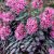 Sedum cauticola ‘Bertram Anderson’ - Japán varjúháj