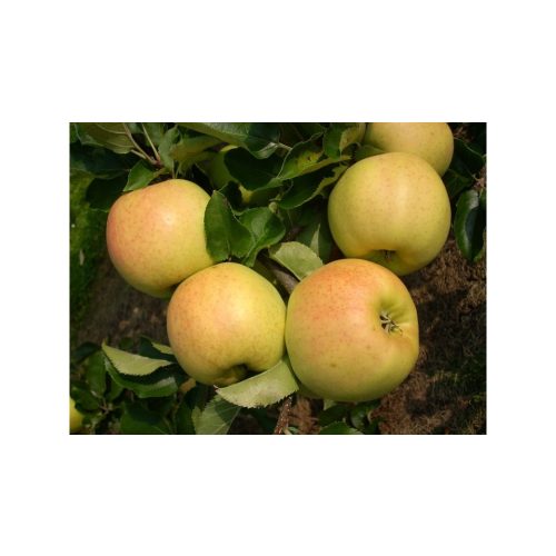 Orion  Naturalma® rezisztens alma - Szabadgyökeres, MM106 alanyon