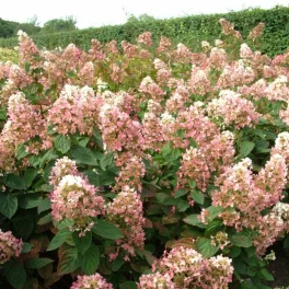   Hydrangea paniculata 'Pink Diamond' - Bugás horteznia - Konténeres