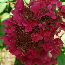   Hydrangea paniculata 'Wim's Red'® - Bugás hortenzia - Konténeres