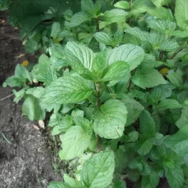   Narancs menta - Mentha species 'Orange' - Konténeres