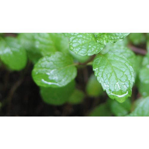 Zöld menta/Fodormenta - Mentha spicata - Konténeres