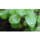 Zöld menta/Fodormenta - Mentha spicata - Konténeres