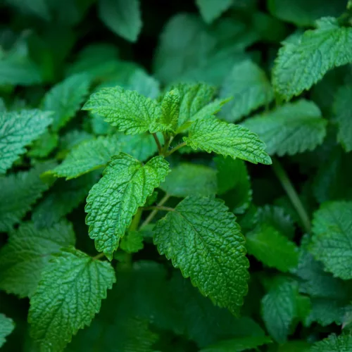 Citromfű - Melissa officinalis - Konténeres