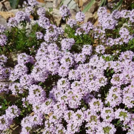 Kakukkfű - Thymus vulgaris L. - Konténeres