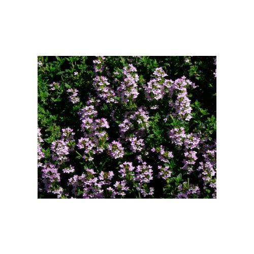 Kakukkfű - Thymus vulgaris L. - Konténeres