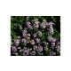 Kakukkfű - Thymus vulgaris L. - Konténeres