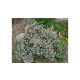 Kerti kakukkfű - Thymus vulgaris 'Orange Balsam' - Konténeres