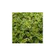Tarka levelű oregánó - Oreganum variegata - Konténeres