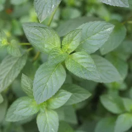   Citromillatú menta - Mentha piperita var. citrata - Konténeres