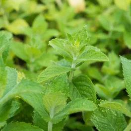  Gyömbér menta - Mentha x piperita 'Ginger' - Konténeres