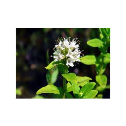 Japán gyógymenta - Mentha japonica - Konténeres