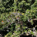 Júlia borbolya - Berberis julianae - Konténeres
