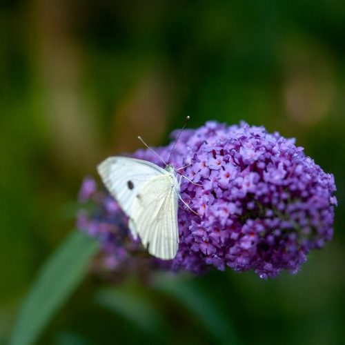 Kicsi kék nyáriorgona - Buddleja davidii 'Nanho Blue' - Konténeres
