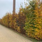 Közönséges gyertyán - Carpinus betulus - Konténeres