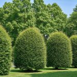 Közönséges gyertyán - Carpinus betulus - Konténeres