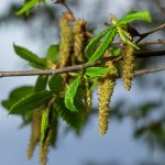 Közönséges gyertyán - Carpinus betulus - Konténeres
