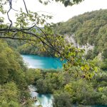 Közönséges gyertyán - Carpinus betulus - Konténeres