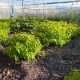 Talajtakaró törpe som - Cornus sericea 'Kelseyi' - Konténeres