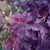 Pompás cserszömörce - Cotinus coggygria 'Royal Purple'® - Konténeres