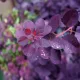 Pompás cserszömörce - Cotinus coggygria 'Royal Purple'® - Konténeres