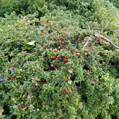 Közönséges madárbirs - Cotoneaster horizontalis - Konténeres
