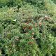 Közönséges madárbirs - Cotoneaster horizontalis - Konténeres