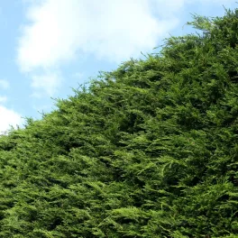Leyland ciprus - x Cupressocyparis leylandii - Konténeres 