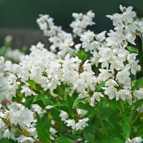 Nikko karcsú gyöngyvirágcserje - Deutzia gracilis 'Nikko' - Konténeres
