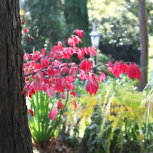 Compactus törpe szárnyas kecskerágó - Euonymus alatus 'Compactus' - Konténeres