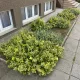 Sárgatarka kúszó kecskerágó - Euonymus fortunei 