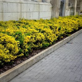 Aranytarka kecskerágó - Euonymus fortunei 