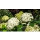 Óriásgömb hortenzia - Hydrangea arborescens 'Strong Annabelle' - Konténeres