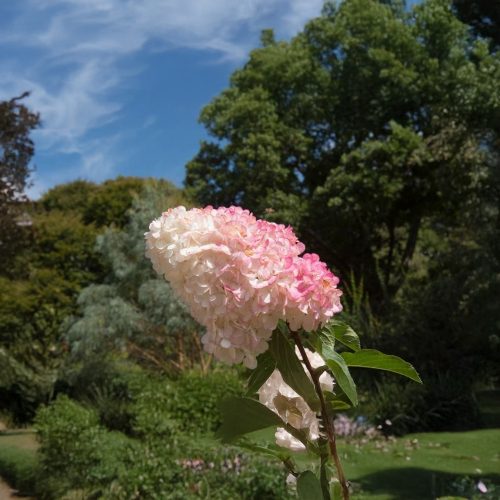 Rózsás virágú bugás hortenzia - Hydrangea paniculata 'Phantom' - Konténeres