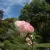 Rózsás virágú bugás hortenzia - Hydrangea paniculata 'Phantom' - Konténeres