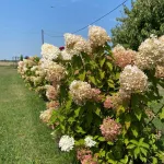Rózsás virágú bugás hortenzia - Hydrangea paniculata 'Phantom' - Konténeres