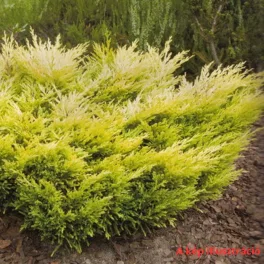   Aranyos henye terülőboróka - Juniperus horizontalis 'Limeglow' - Konténeres