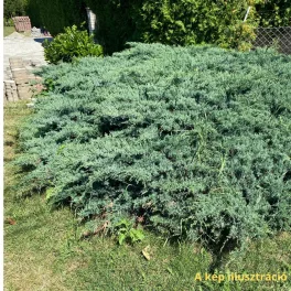   Kék terülő boróka - Juniperus x media 'Pfitzeriana Glauca' - Konténeres
