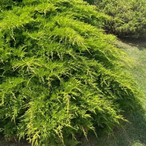 Juniperus x media 'Old Gold' - Arany terülő borókaq