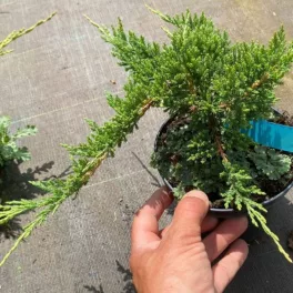Juniperus horizontalis 'Prince of Wales' - 