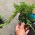 Juniperus horizontalis 'Prince of Wales' - 