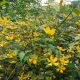 Boglárkacserje - Kerria japonica - Konténeres
