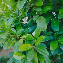   Novita babérmeggy - Prunus laurocerasus 'Novita' - Konténeres