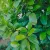 Novita babérmeggy - Prunus laurocerasus 'Novita' - Konténeres