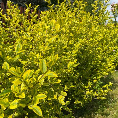 Aranylevelű fagyal - Ligustrum ovalifolium 'Aureum' - Konténeres