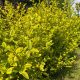 Aranylevelű fagyal - Ligustrum ovalifolium 'Aureum' - Konténeres