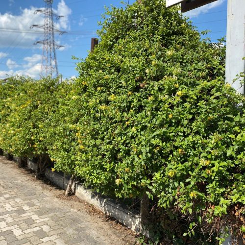 Japán kúszólonc - Lonicera japonica 'Halliana' - Konténeres