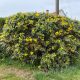 Kerti mahónia - Mahonia aquifolium - Konténeres