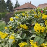 Kerti mahónia - Mahonia aquifolium - Konténeres