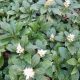 Japán kövérke - Pachysandra terminalis 'Green Carpet'